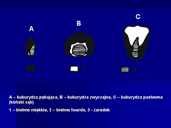 A B C A – kukurydza pękająca, B – kukurydza zwyczajna, C – kukurydza A B C A – kukurydza pękająca, B – kukurydza zwyczajna, C – kukurydza