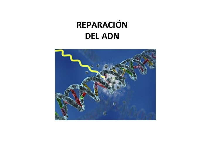 REPARACIÓN DEL ADN 