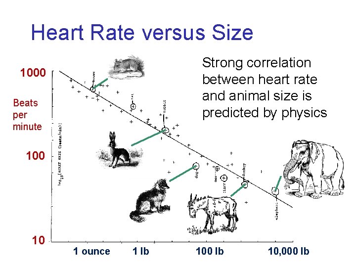 Heart Rate versus Size Strong correlation between heart rate and animal size is predicted Heart Rate versus Size Strong correlation between heart rate and animal size is predicted