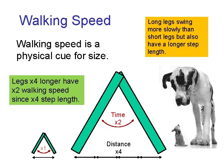 Walking Speed Long legs swing more slowly than short legs but also have a Walking Speed Long legs swing more slowly than short legs but also have a
