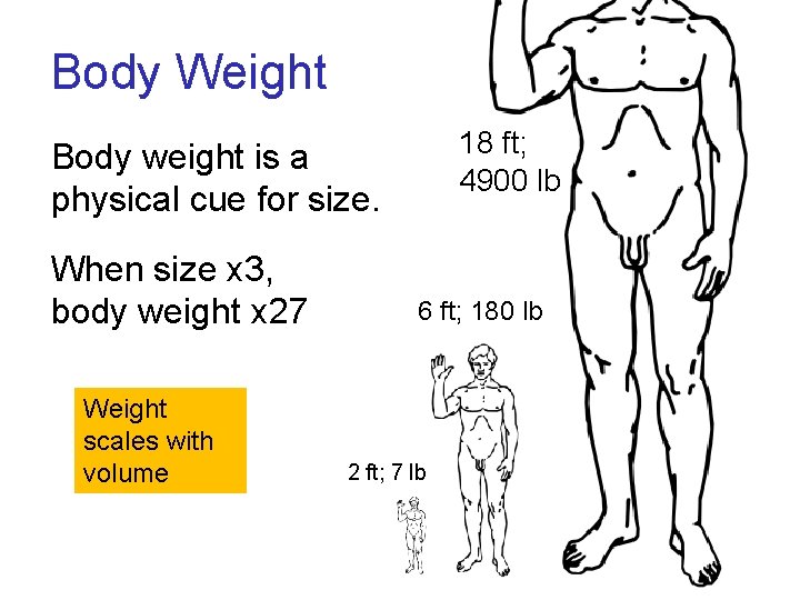 Body Weight 18 ft; 4900 lb Body weight is a physical cue for size. Body Weight 18 ft; 4900 lb Body weight is a physical cue for size.