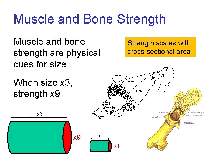 Muscle and Bone Strength Muscle and bone strength are physical cues for size. Strength Muscle and Bone Strength Muscle and bone strength are physical cues for size. Strength