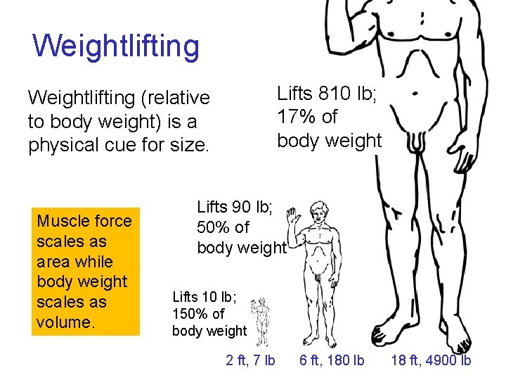 Weightlifting Lifts 810 lb; 17% of body weight Weightlifting (relative to body weight) is Weightlifting Lifts 810 lb; 17% of body weight Weightlifting (relative to body weight) is