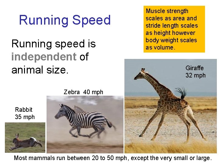 Running Speed Running speed is independent of animal size. Muscle strength scales as area Running Speed Running speed is independent of animal size. Muscle strength scales as area