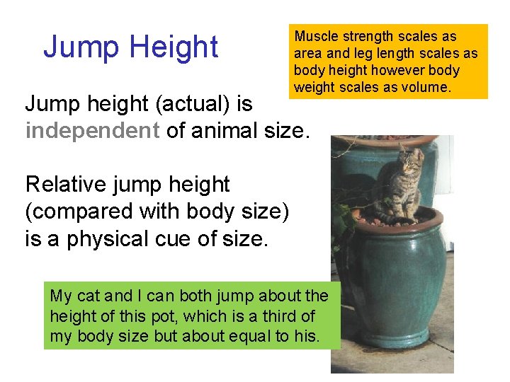 Jump Height Muscle strength scales as area and leg length scales as body height Jump Height Muscle strength scales as area and leg length scales as body height