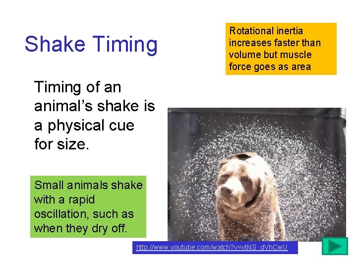 Shake Timing Rotational inertia increases faster than volume but muscle force goes as area Shake Timing Rotational inertia increases faster than volume but muscle force goes as area