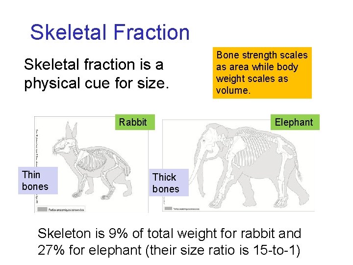 Skeletal Fraction Skeletal fraction is a physical cue for size. Rabbit Thin bones Bone Skeletal Fraction Skeletal fraction is a physical cue for size. Rabbit Thin bones Bone