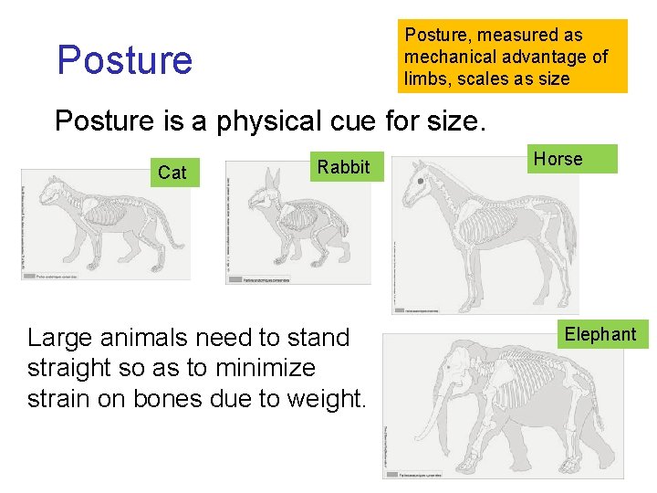 Posture, measured as mechanical advantage of limbs, scales as size Posture is a physical Posture, measured as mechanical advantage of limbs, scales as size Posture is a physical
