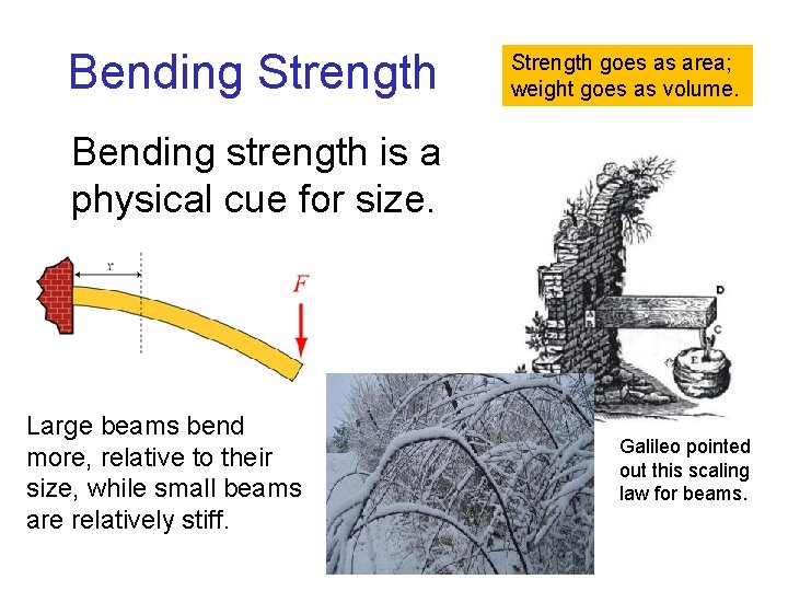 Bending Strength goes as area; weight goes as volume. Bending strength is a physical Bending Strength goes as area; weight goes as volume. Bending strength is a physical