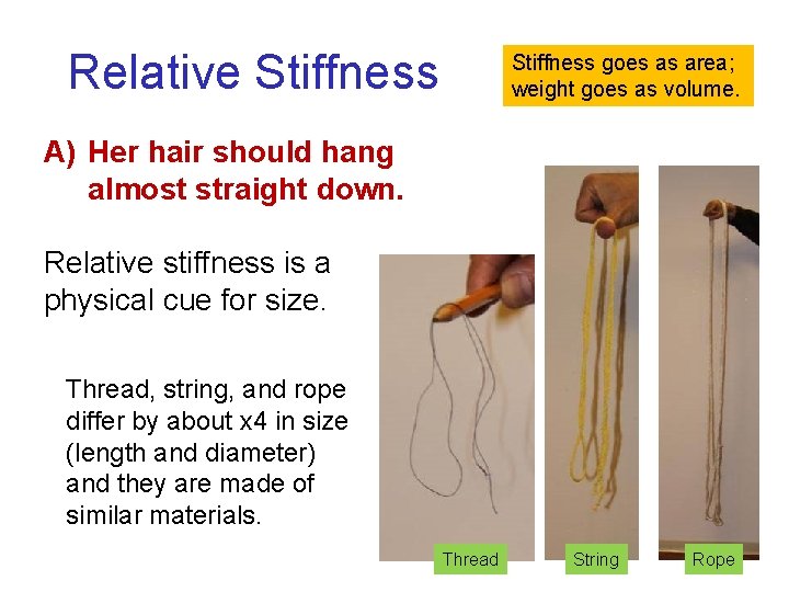Relative Stiffness goes as area; weight goes as volume. A) Her hair should hang Relative Stiffness goes as area; weight goes as volume. A) Her hair should hang