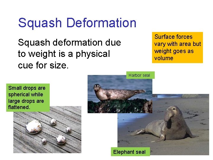 Squash Deformation Surface forces vary with area but weight goes as volume Squash deformation Squash Deformation Surface forces vary with area but weight goes as volume Squash deformation
