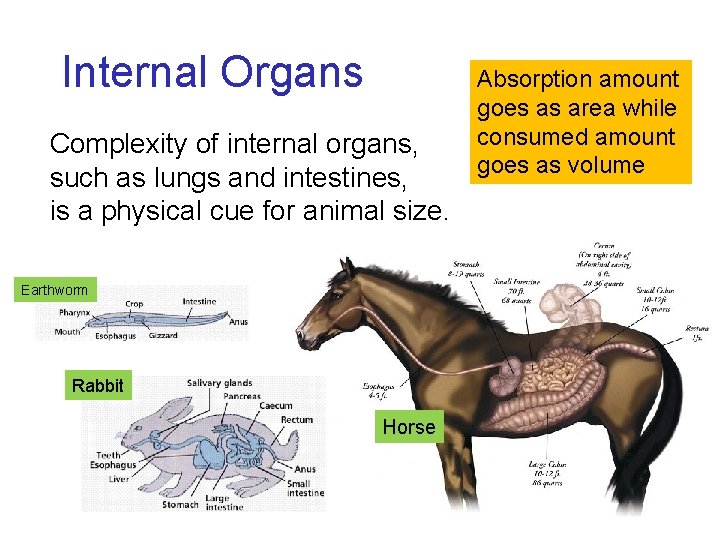 Internal Organs Complexity of internal organs, such as lungs and intestines, is a physical Internal Organs Complexity of internal organs, such as lungs and intestines, is a physical