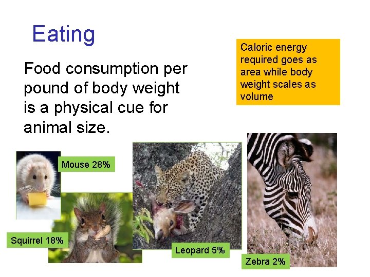 Eating Food consumption per pound of body weight is a physical cue for animal Eating Food consumption per pound of body weight is a physical cue for animal