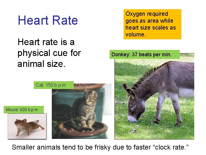 Heart Rate Heart rate is a physical cue for animal size. Oxygen required goes Heart Rate Heart rate is a physical cue for animal size. Oxygen required goes