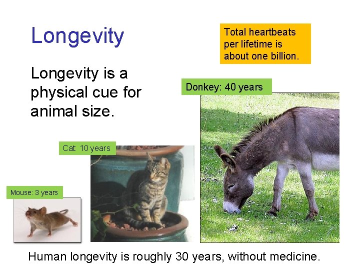 Longevity is a physical cue for animal size. Total heartbeats per lifetime is about Longevity is a physical cue for animal size. Total heartbeats per lifetime is about