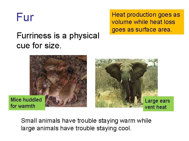 Fur Furriness is a physical cue for size. Mice huddled for warmth Heat production Fur Furriness is a physical cue for size. Mice huddled for warmth Heat production