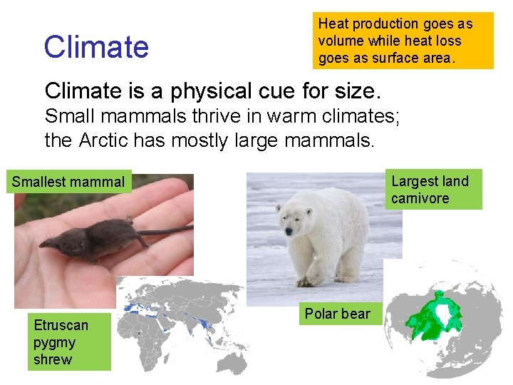 Climate Heat production goes as volume while heat loss goes as surface area. Climate Climate Heat production goes as volume while heat loss goes as surface area. Climate