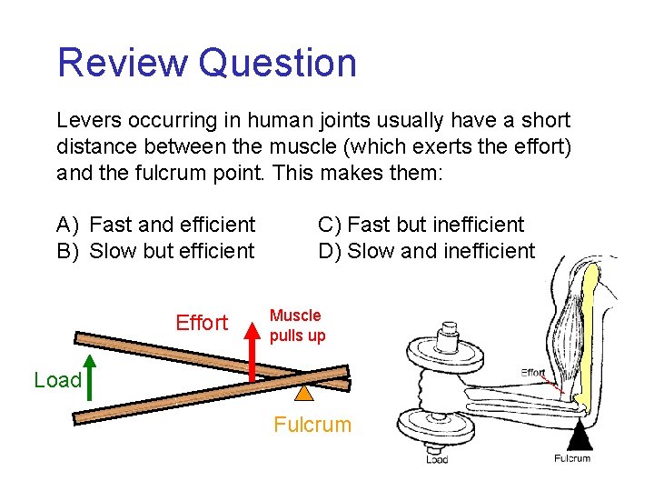 Review Question Levers occurring in human joints usually have a short distance between the Review Question Levers occurring in human joints usually have a short distance between the