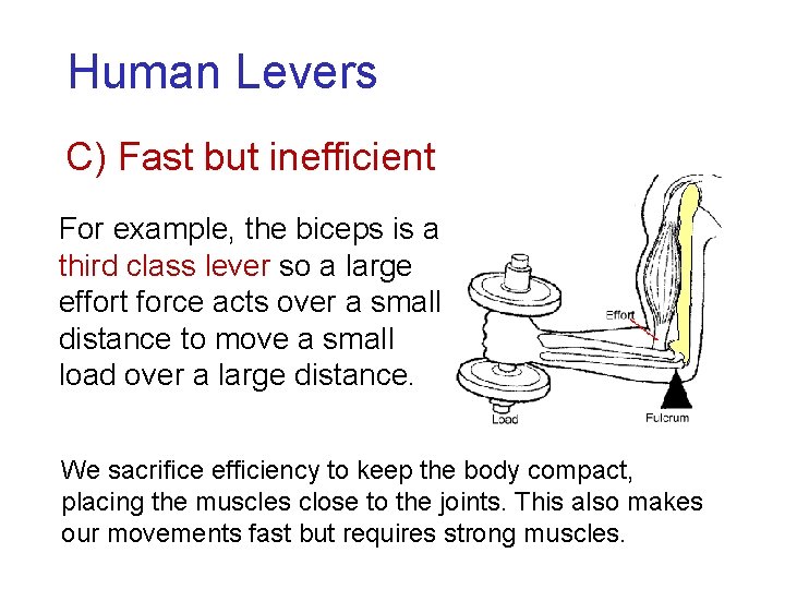 Human Levers C) Fast but inefficient For example, the biceps is a third class Human Levers C) Fast but inefficient For example, the biceps is a third class
