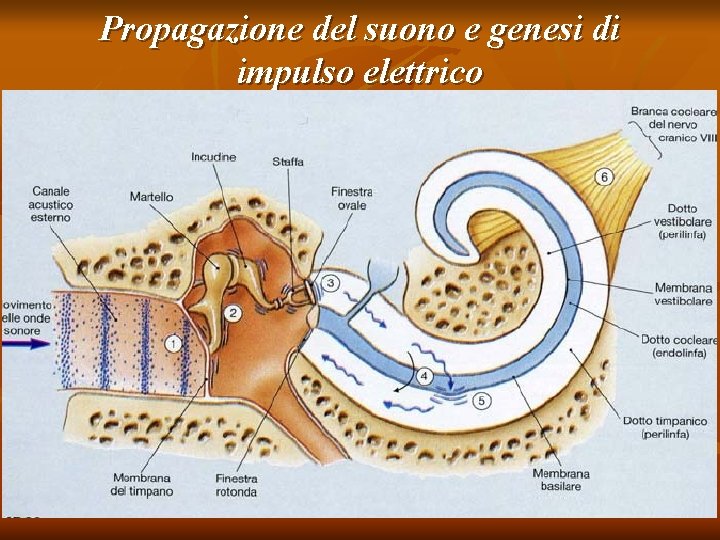 Propagazione del suono e genesi di impulso elettrico 