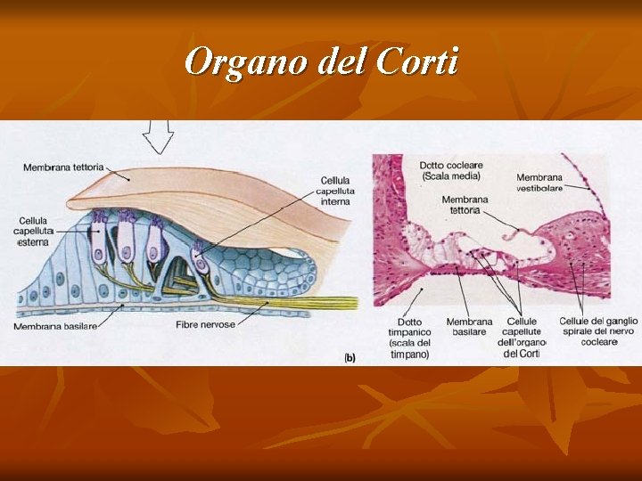 Organo del Corti 