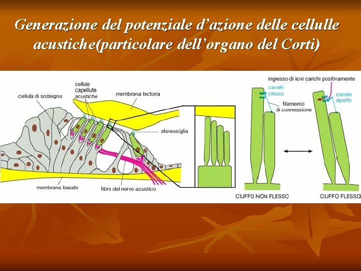 Generazione del potenziale d’azione delle cellulle acustiche(particolare dell’organo del Corti) 