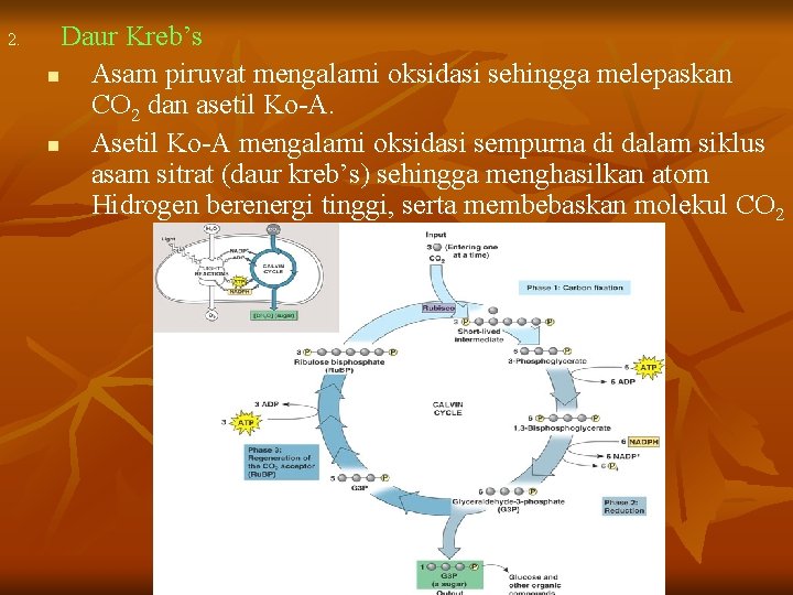 2. Daur Kreb’s n Asam piruvat mengalami oksidasi sehingga melepaskan CO 2 dan asetil