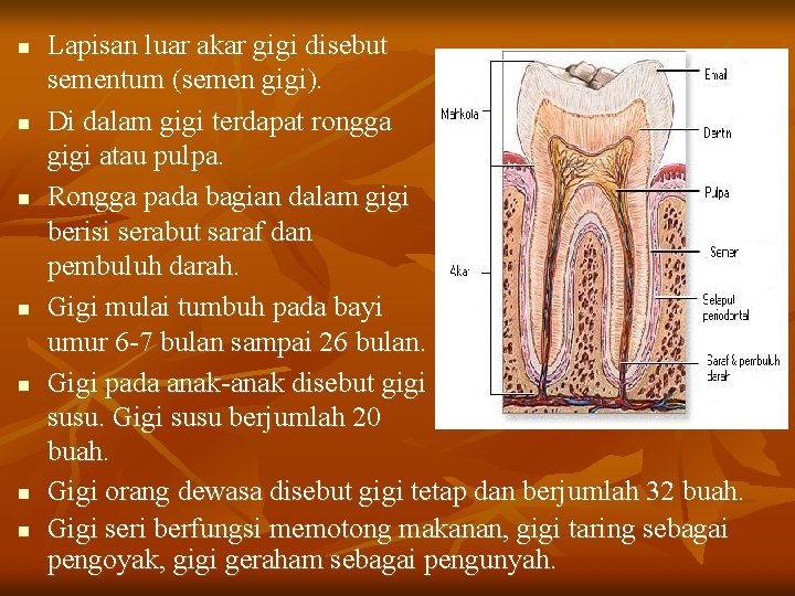 n n n n Lapisan luar akar gigi disebut sementum (semen gigi). Di dalam