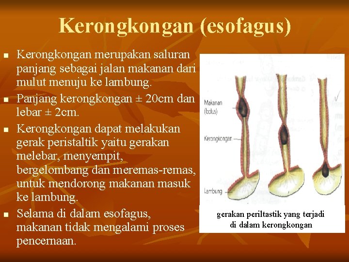 Kerongkongan (esofagus) n n Kerongkongan merupakan saluran panjang sebagai jalan makanan dari mulut menuju