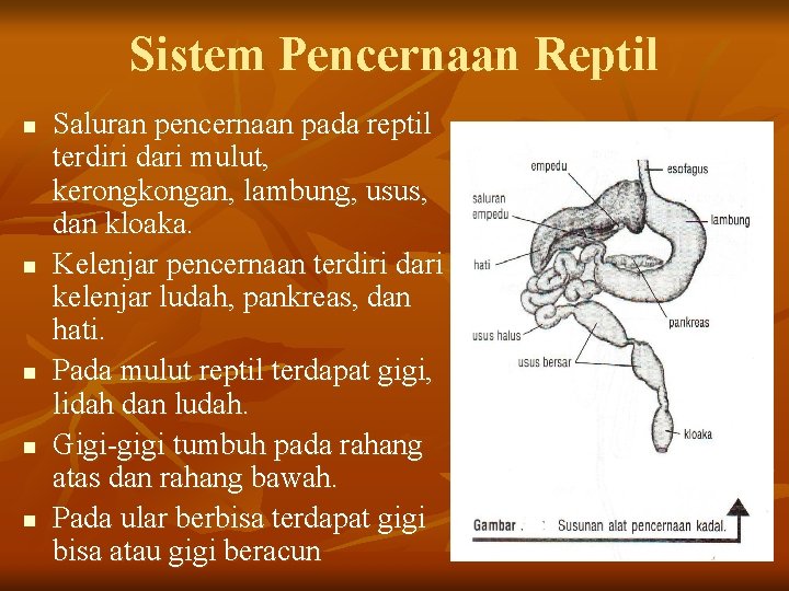 Sistem Pencernaan Reptil n n n Saluran pencernaan pada reptil terdiri dari mulut, kerongkongan,