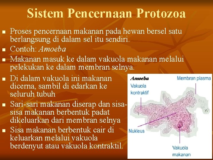 Sistem Pencernaan Protozoa n n n Proses pencernaan makanan pada hewan bersel satu berlangsung