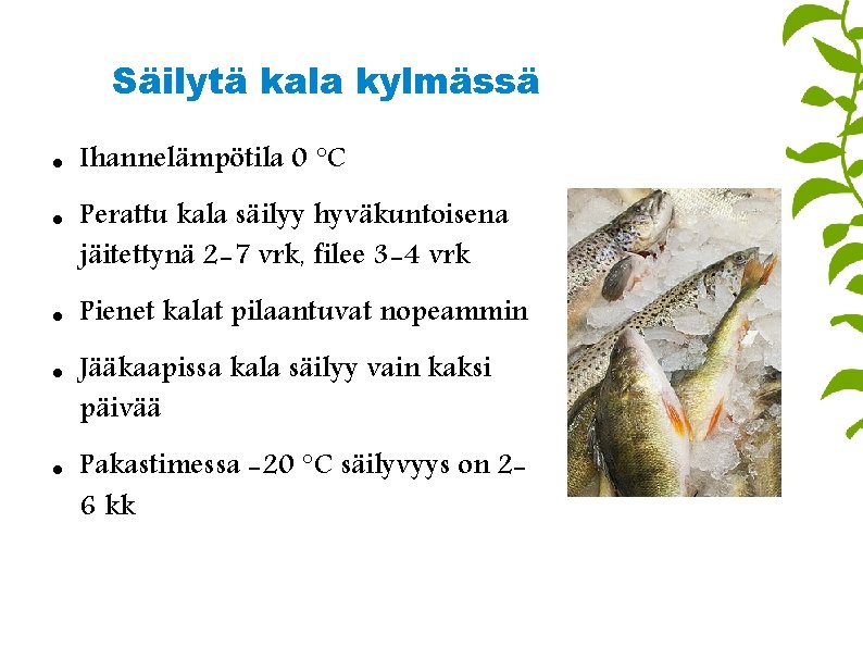 Säilytä kala kylmässä Ihannelämpötila 0 °C Perattu kala säilyy hyväkuntoisena jäitettynä 2 -7 vrk,