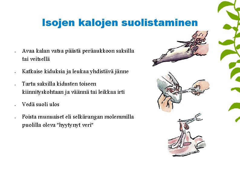 Isojen kalojen suolistaminen • • • Avaa kalan vatsa päästä peräaukkoon saksilla tai veitsellä