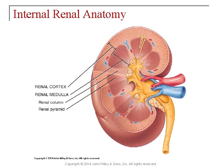 Internal Renal Anatomy Copyright © 2014 John Wiley & Sons, Inc. All rights reserved.