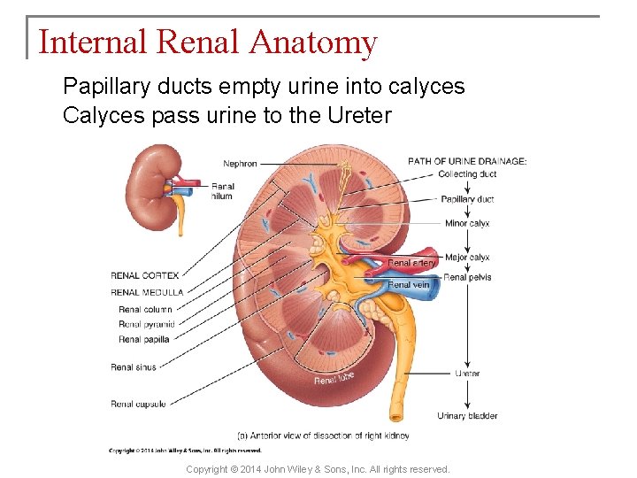 Internal Renal Anatomy Papillary ducts empty urine into calyces Calyces pass urine to the