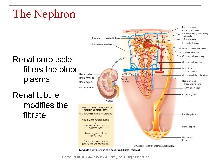 The Nephron Renal corpuscle filters the blood plasma Renal tubule modifies the filtrate Copyright