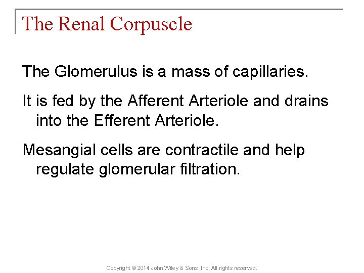 The Renal Corpuscle The Glomerulus is a mass of capillaries. It is fed by