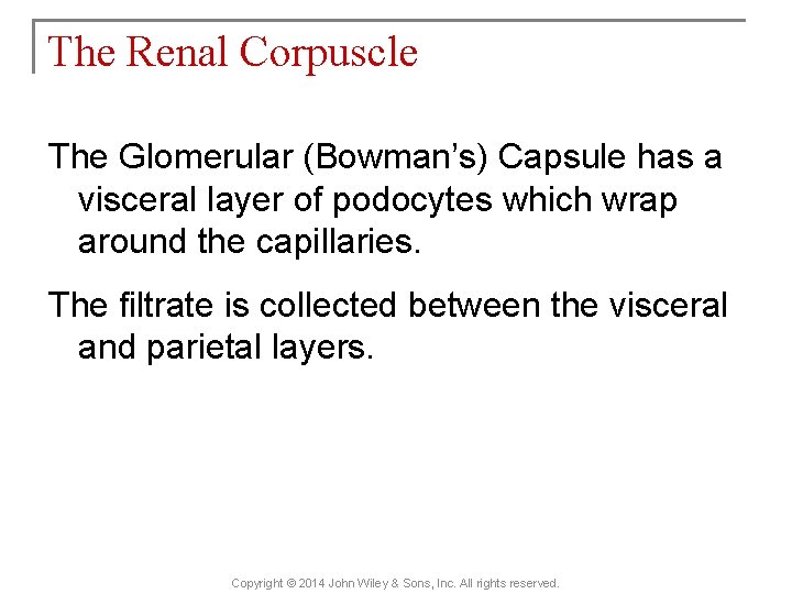 The Renal Corpuscle The Glomerular (Bowman’s) Capsule has a visceral layer of podocytes which