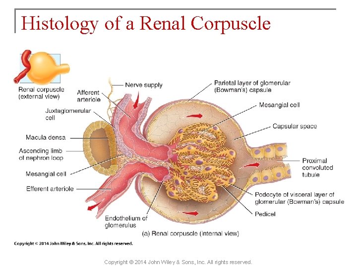 Histology of a Renal Corpuscle Copyright © 2014 John Wiley & Sons, Inc. All