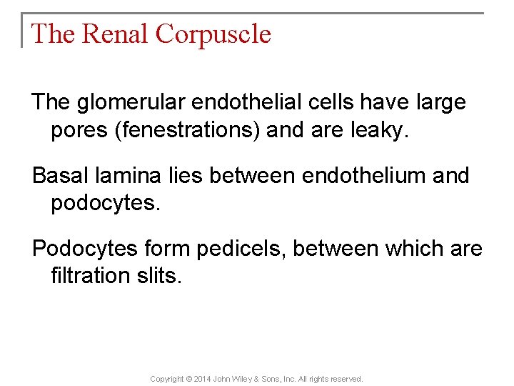 The Renal Corpuscle The glomerular endothelial cells have large pores (fenestrations) and are leaky.