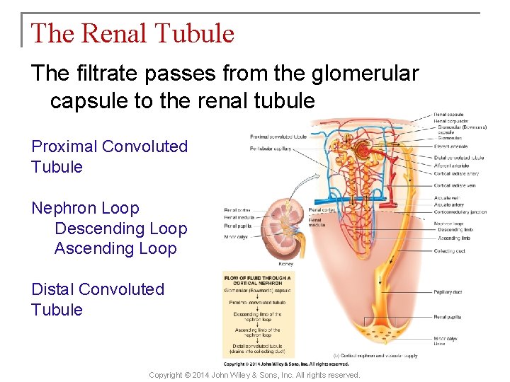 The Renal Tubule The filtrate passes from the glomerular capsule to the renal tubule