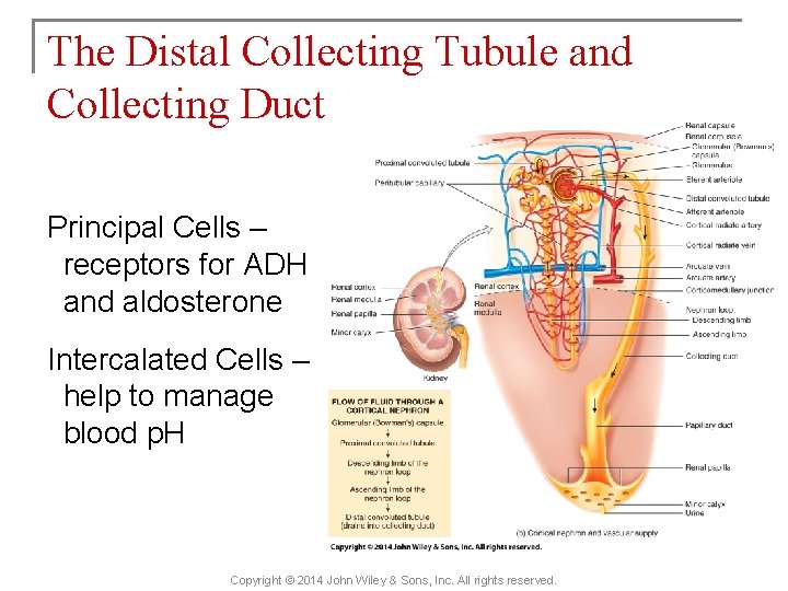 The Distal Collecting Tubule and Collecting Duct Principal Cells – receptors for ADH and