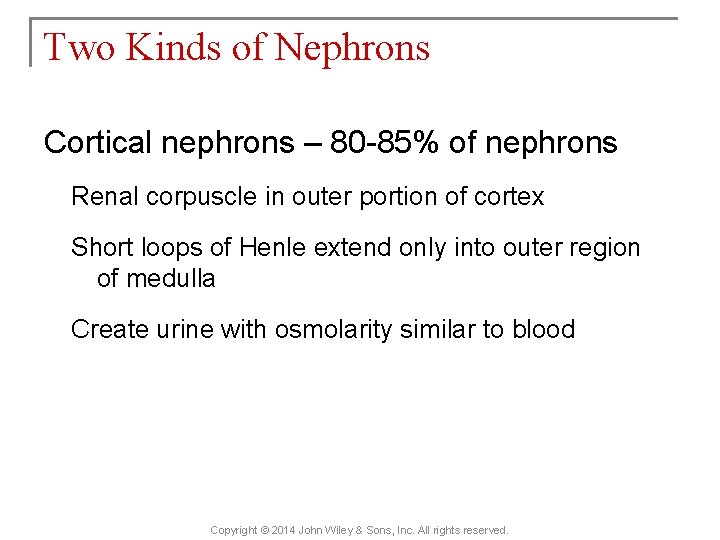 Two Kinds of Nephrons Cortical nephrons – 80 -85% of nephrons Renal corpuscle in