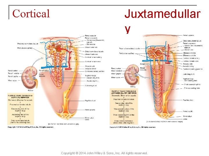 Cortical Juxtamedullar y Copyright © 2014 John Wiley & Sons, Inc. All rights reserved.