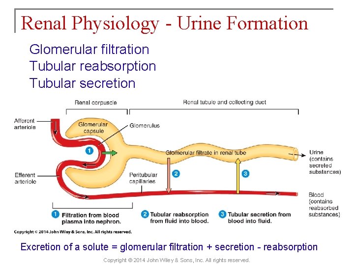 Renal Physiology - Urine Formation Glomerular filtration Tubular reabsorption Tubular secretion Excretion of a