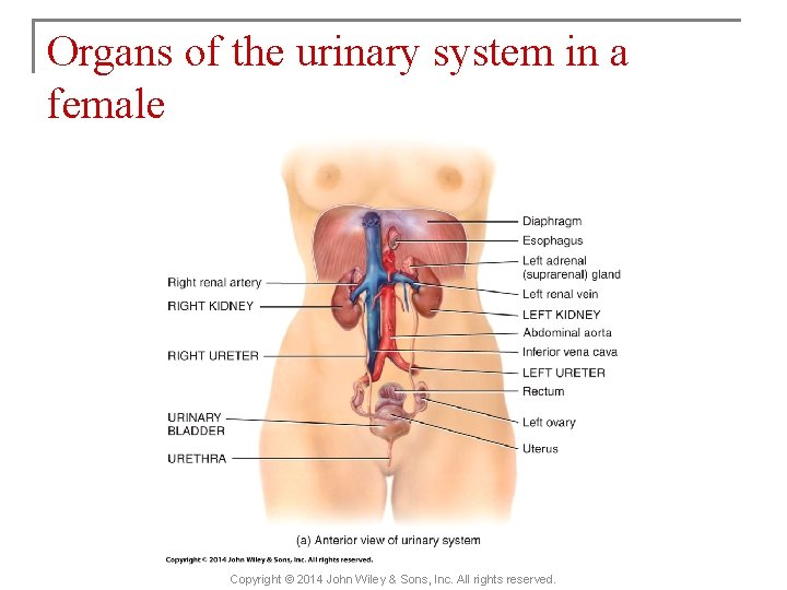 Organs of the urinary system in a female Copyright © 2014 John Wiley &