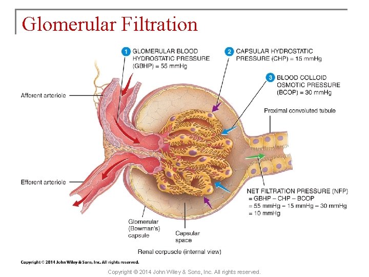 Glomerular Filtration Copyright © 2014 John Wiley & Sons, Inc. All rights reserved. 