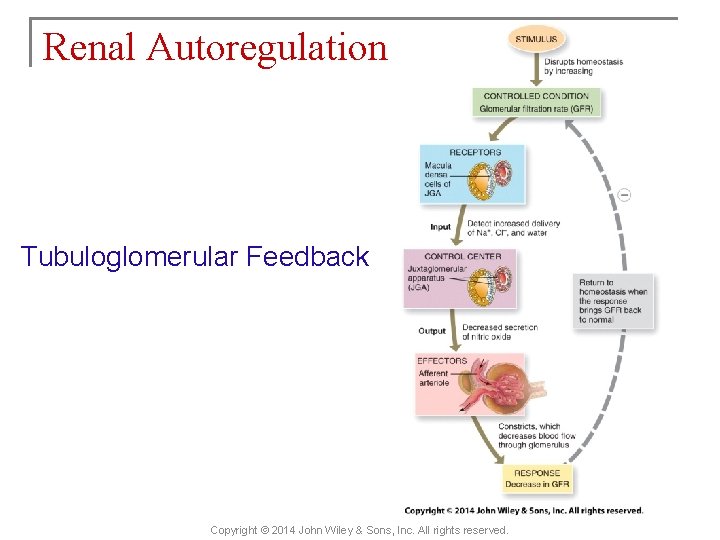 Renal Autoregulation Tubuloglomerular Feedback Copyright © 2014 John Wiley & Sons, Inc. All rights