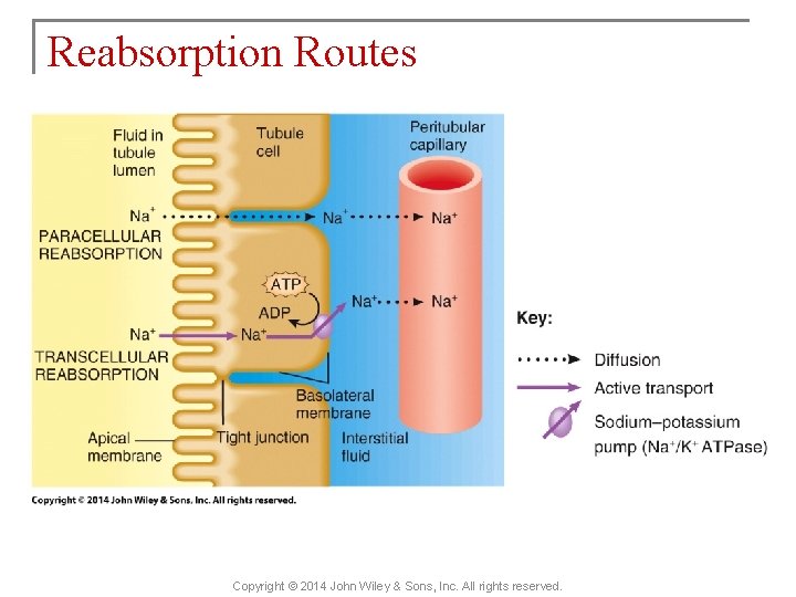 Reabsorption Routes Copyright © 2014 John Wiley & Sons, Inc. All rights reserved. 