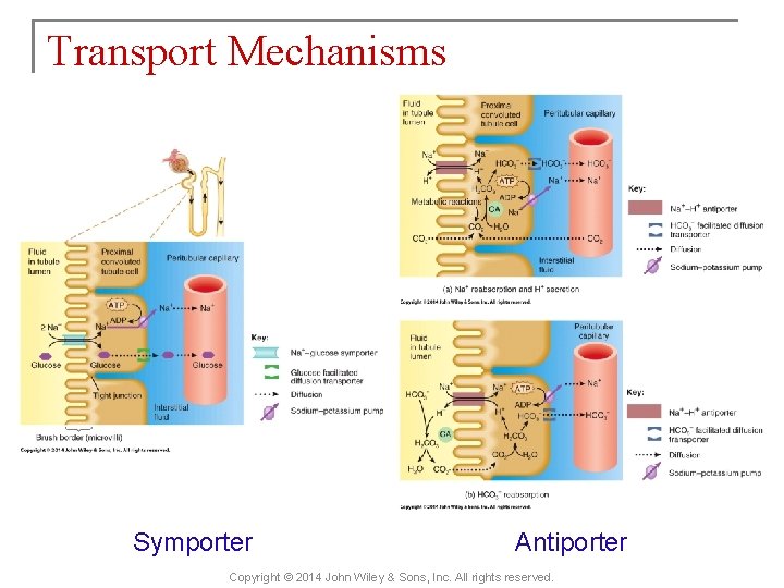 Transport Mechanisms Symporter Antiporter Copyright © 2014 John Wiley & Sons, Inc. All rights